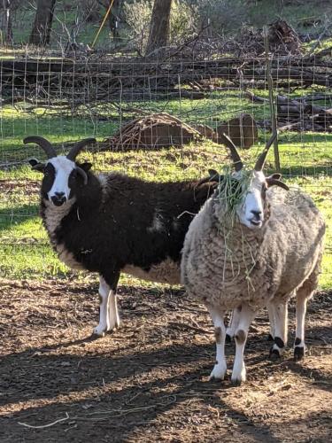 Heritage sheep 