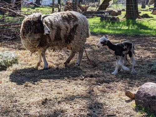 Primitive Sheep Fleece