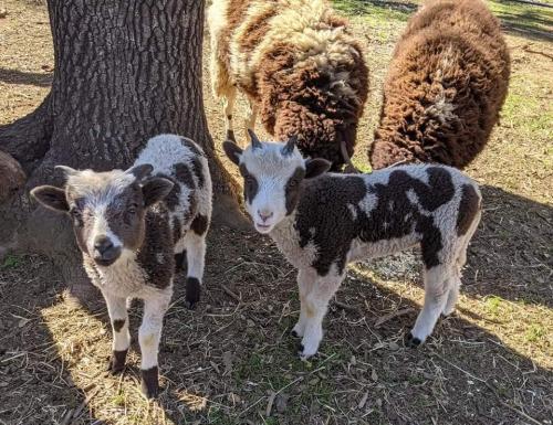 Rotational Grazing