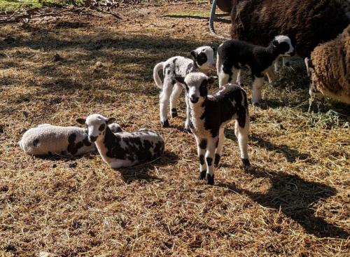 Jacob Sheep Fiber