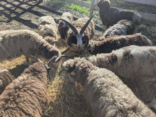 Organic Sheep Fleece