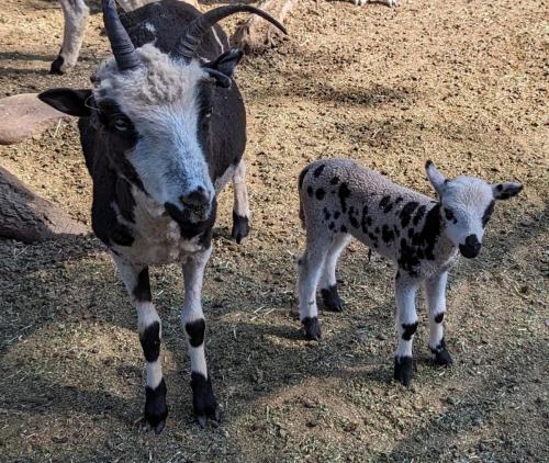 Rotational Grazing