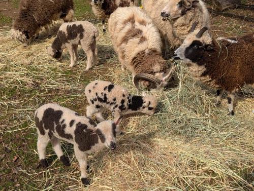 Pasture Raised Lamb