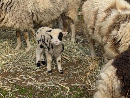 sustainable Sheep Farming