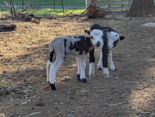 Jacob Lambs