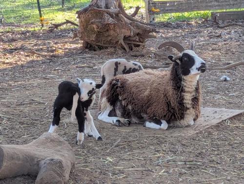 Jacob Sheep Breeding Stock