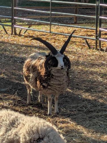 Jacob Sheep Wool